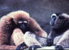 Hylobates agilis