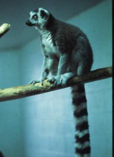 Lemur catta