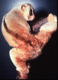 Nycticebus coucang, slow loris