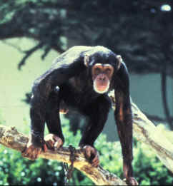 Pan troglodytes