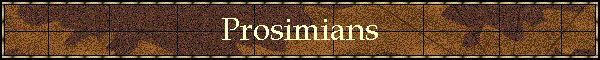 Prosimians