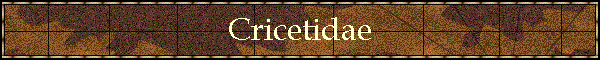 Cricetidae