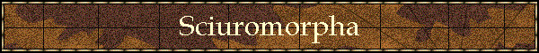 Sciuromorpha