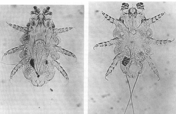 Myobia (left) and Radfordia (right)