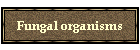 Fungal organisms