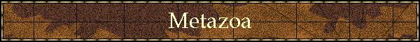 Metazoa
