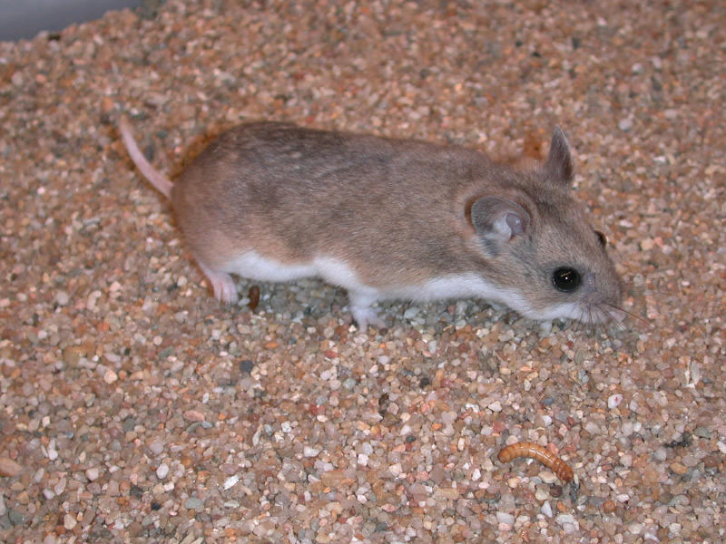 Armenian hamster