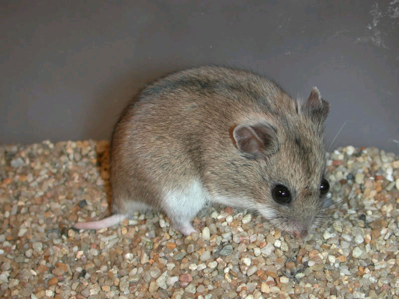 Chinese hamster