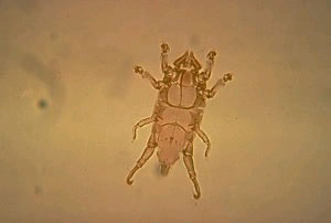 Chirodiscoides