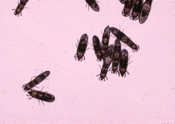 Chirodiscoides caviae