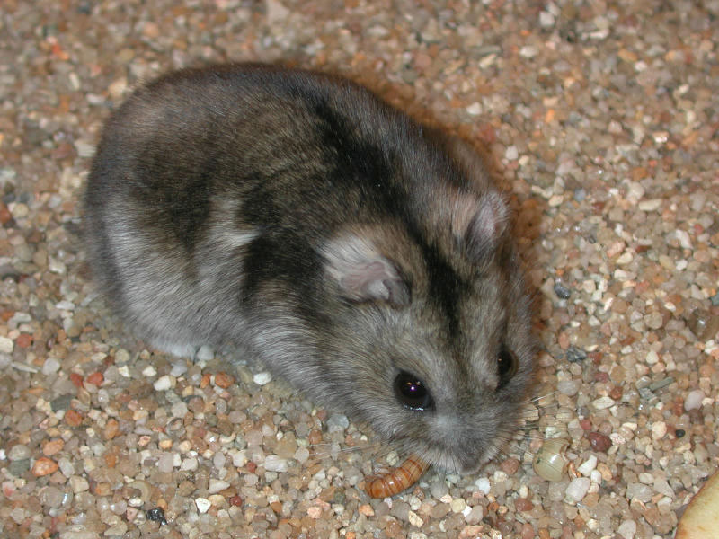 Djungarian hamster