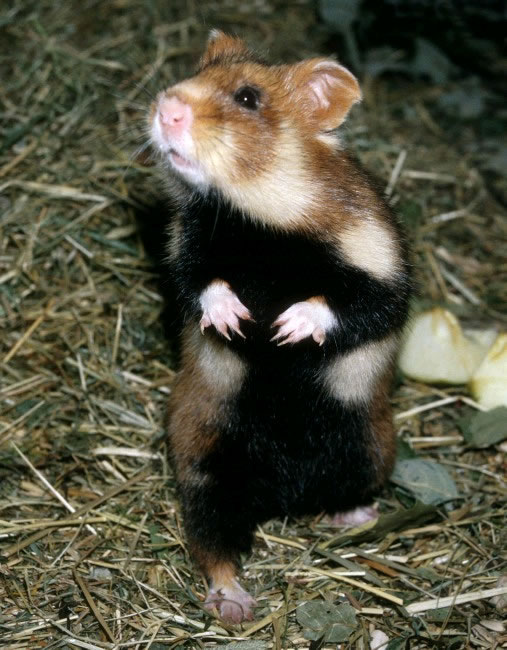 European hamster