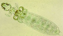 Biting louse, Gliricola porcelli