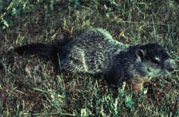 Marmota monax