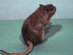 Meriones unguiculatus