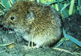 Microtus agrestis