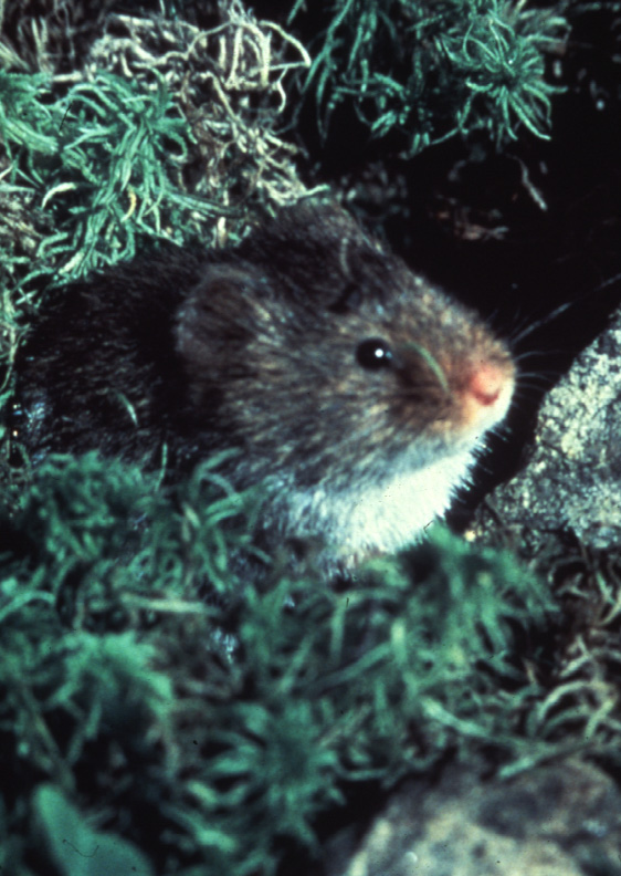 Microtus chrotorrhinus