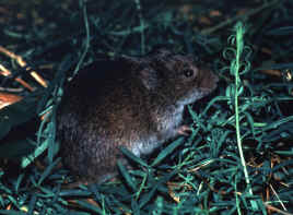 Microtus pennsylvanicus