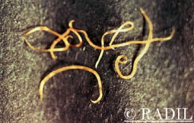 Guinea pig roundworm, Paraspidodera uncinata