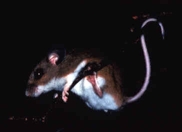 Peromyscus leucopus