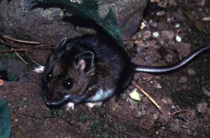 Peromyscus maniculatus