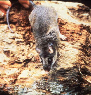 Peromyscus mexicanus nudipes