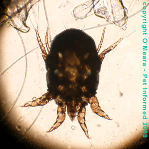 Female Psoroptes cuniculi rabbit ear mite