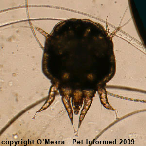 Male Psoroptes cuniculi, rabbit ear mite