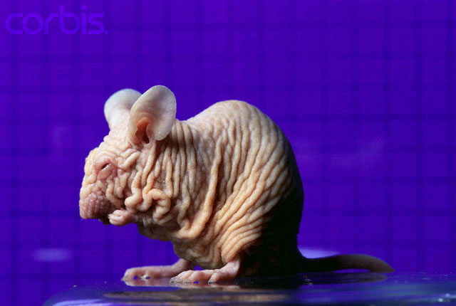 Rhino mouse