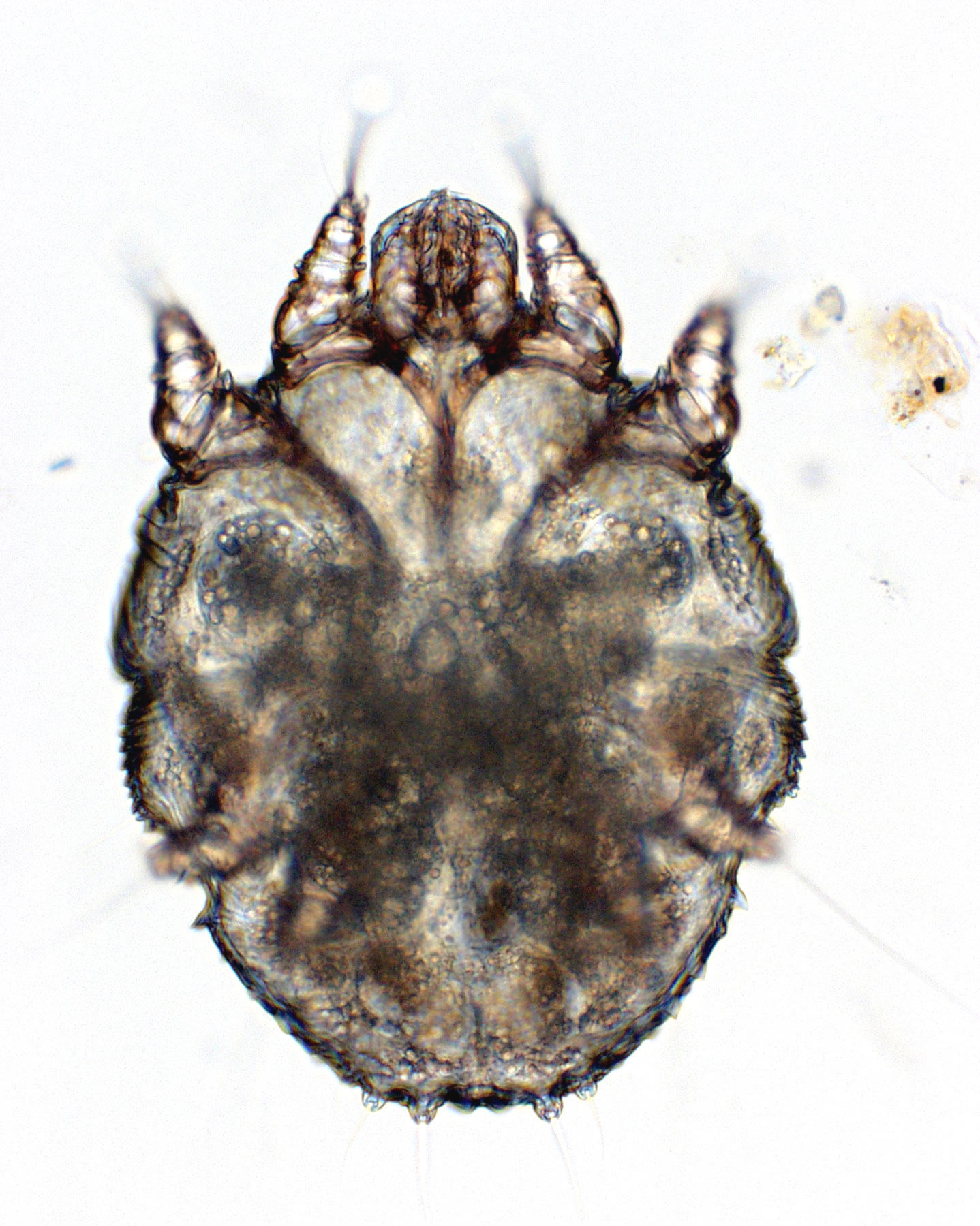 Sarcoptes scabei
