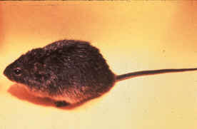 Sigmodon fulviventer