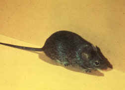 Sigmodon hispidus