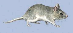 South African hamster