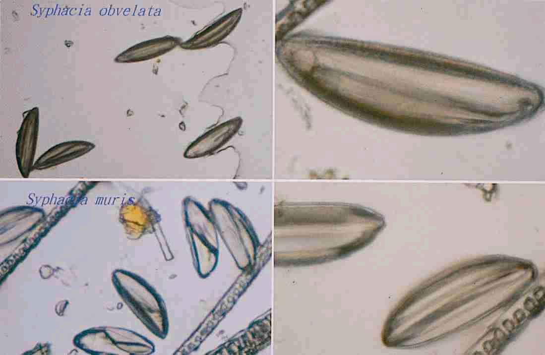 Syphacia eggs