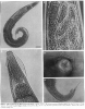 Syphacia mesocriceti