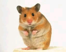 Syrian hamster