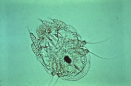 Trixacarus caviae