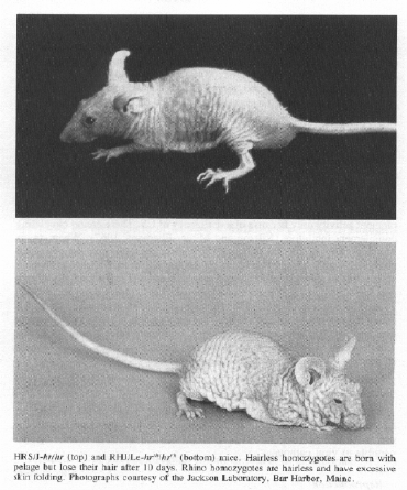 Hairless mouse mutants